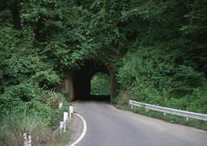 岡山・香川をリードする軽自動車販売の最大級店、くるまのハヤシ高松店の魅力と特徴